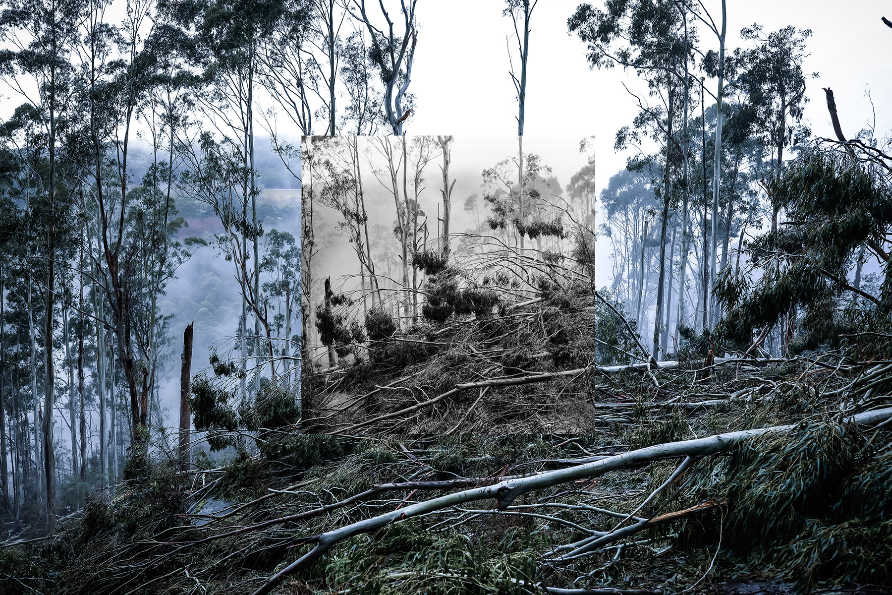 There Used To Be A Canopy Here | Cathy Ronalds